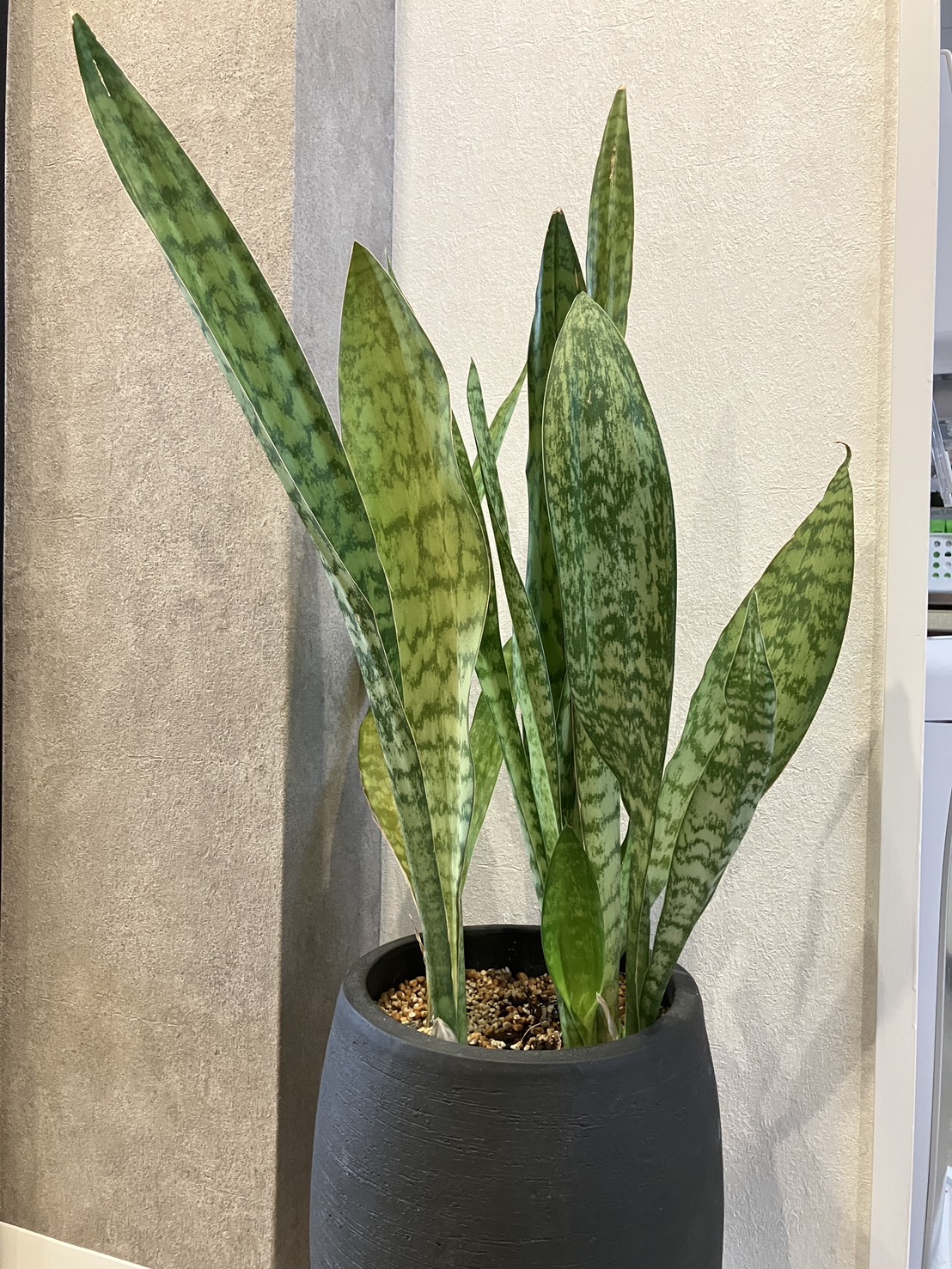 事務所の癒し　サンスベリア🌱