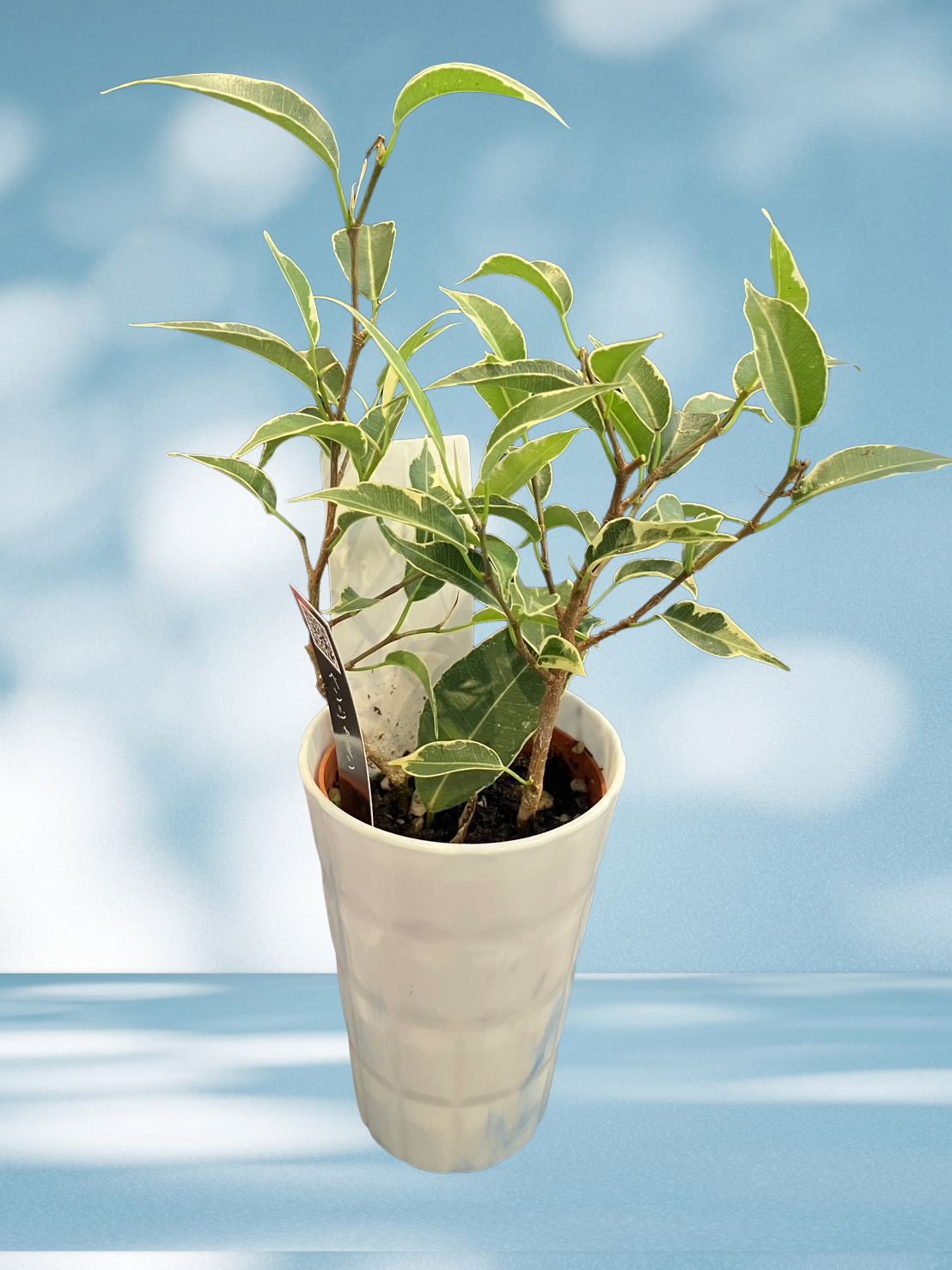 事務所に新しい植物がやってきました😊🌱