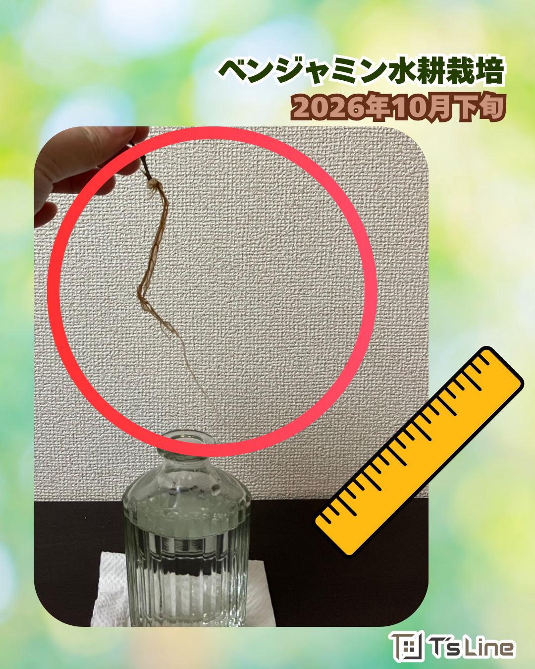 ベンジャミンの根っこがぐんぐん伸びています🌱